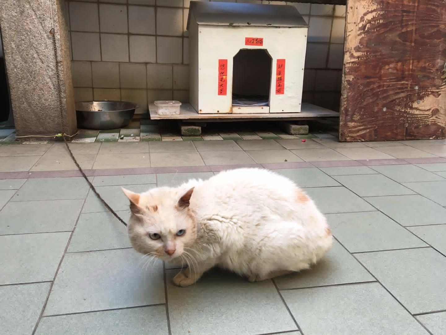 8旬爷爷猫舍门上贴对联,横批:人喵齐福