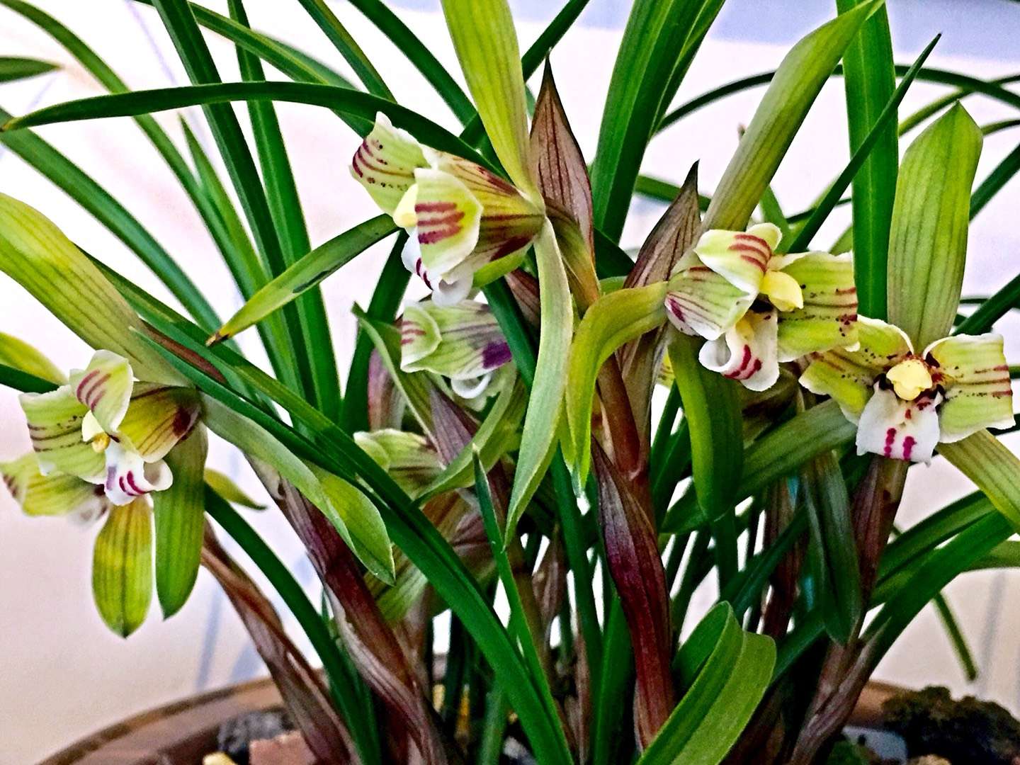 中山公园唐花坞展出的兰花