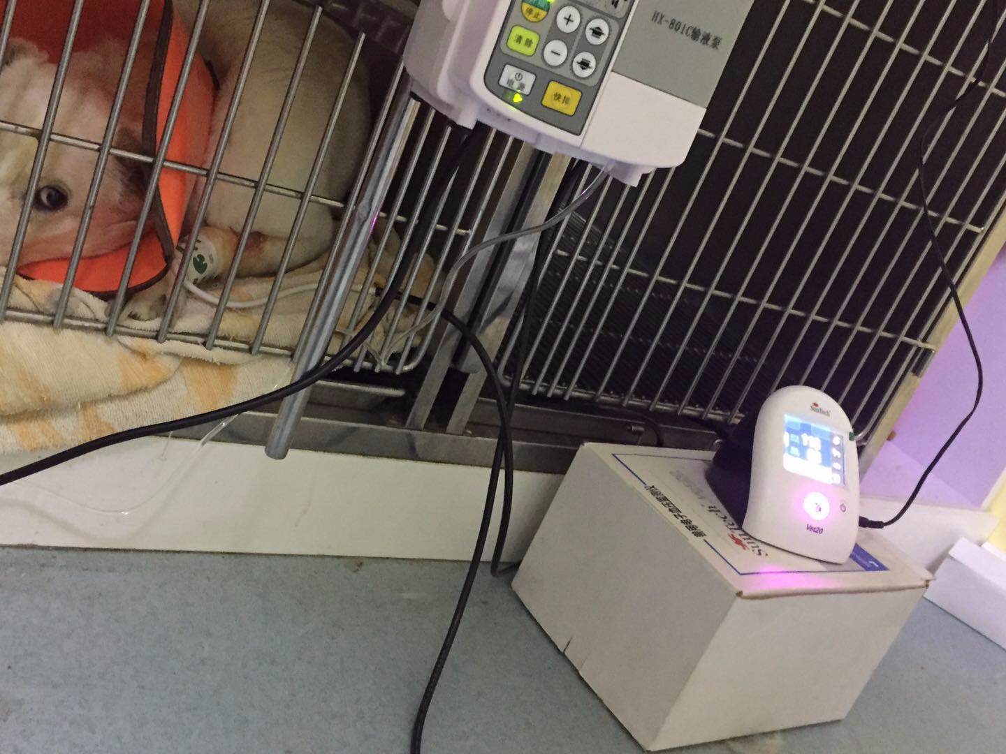 【狗狗胰腺炎肚子痛怎么办?】