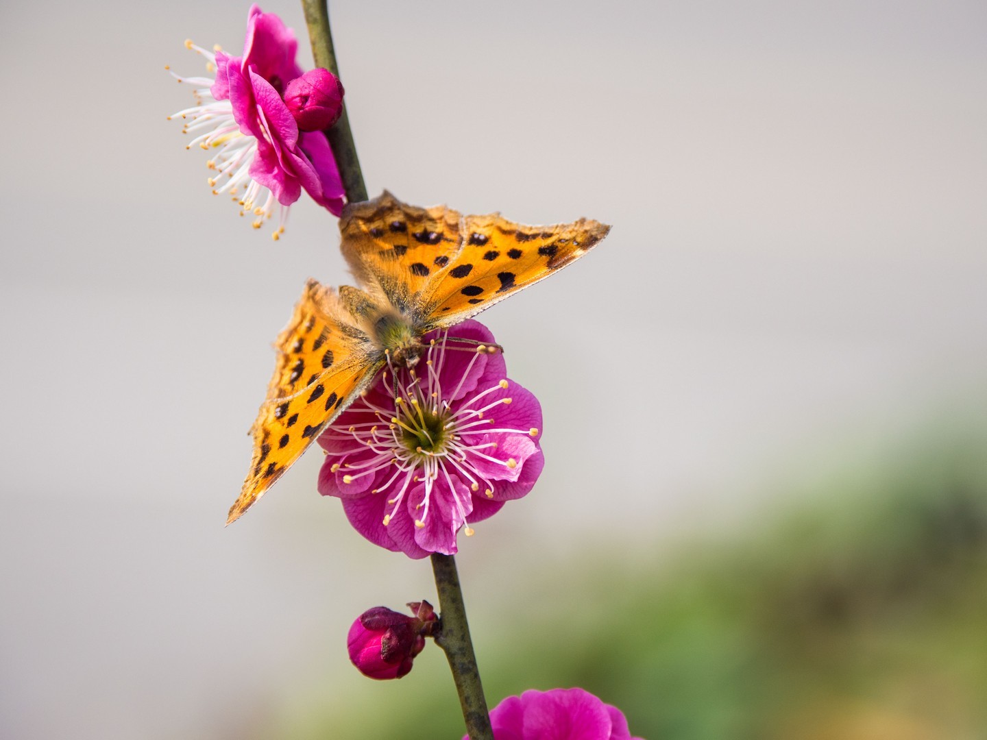梅花飘香引蝶来,花开蝶舞喜迎春