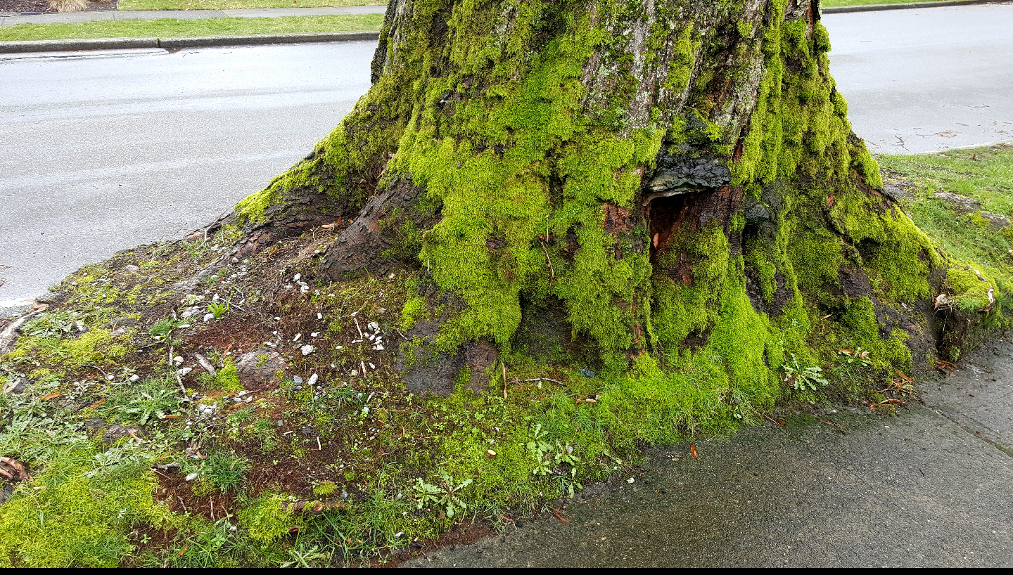 植物百科(二十八)苔藓