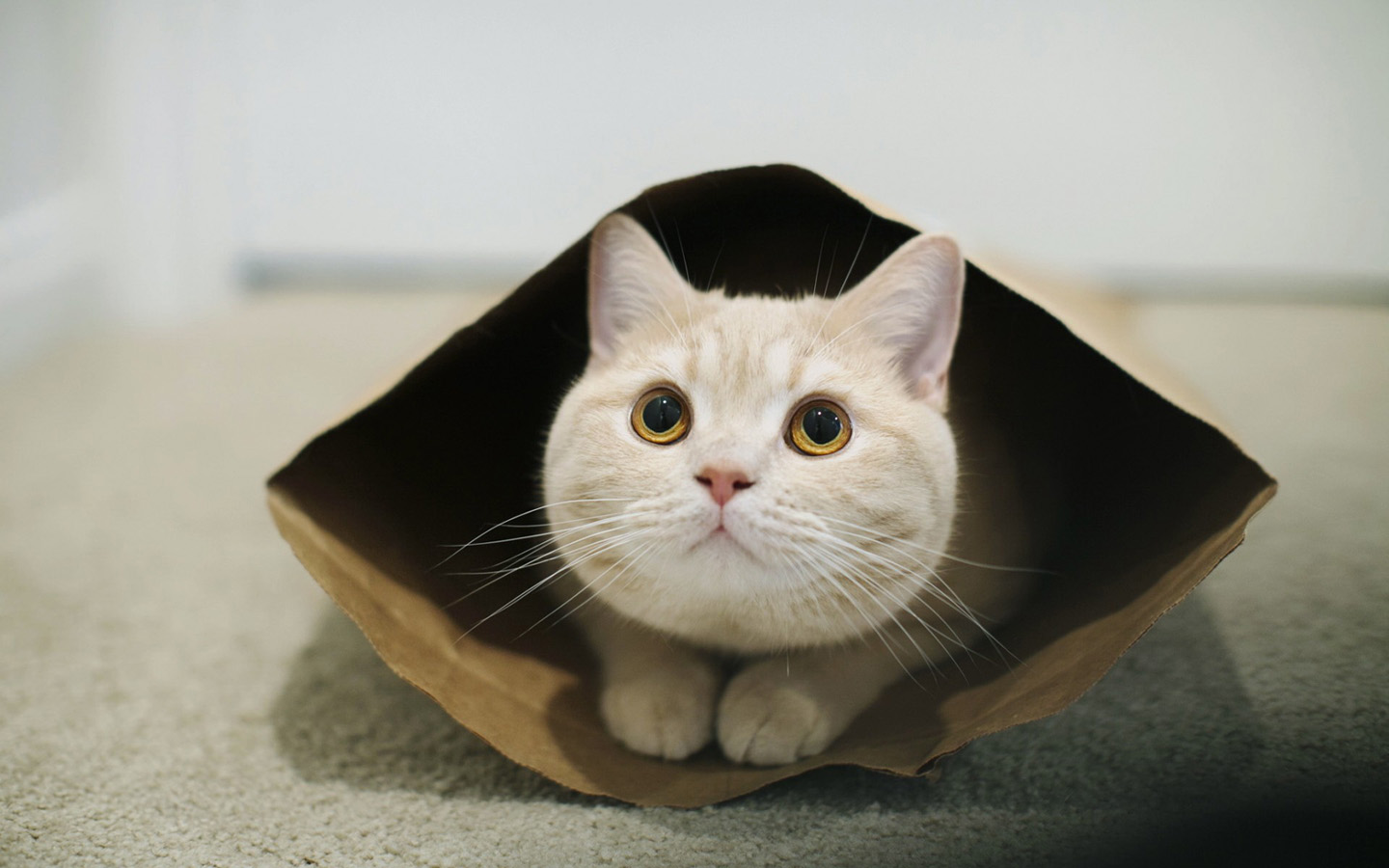 孟买猫呕吐吃什么 日常预防和照顾