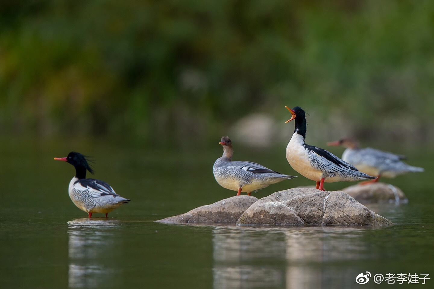 长白山下的中华沙秋鸭瞢马初程平凡癸亥
