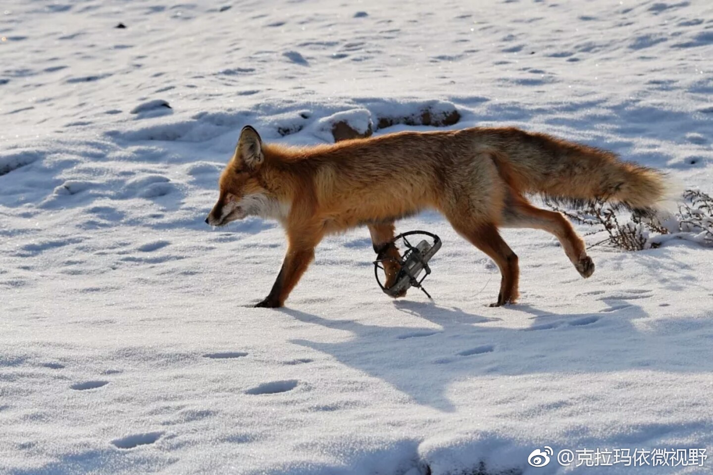 请放野生动物一条生路!