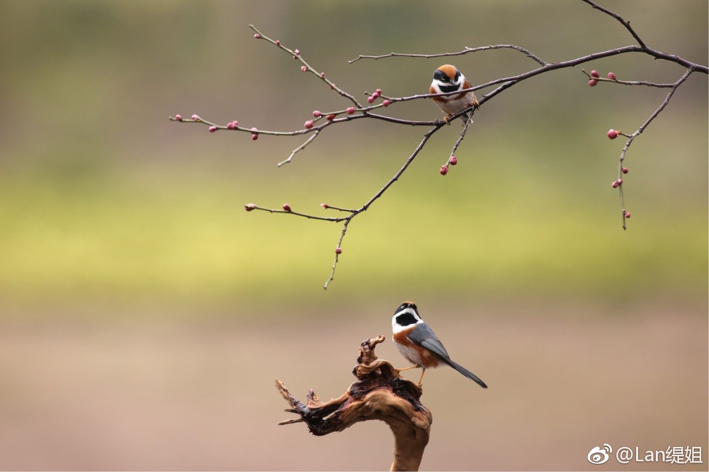 今日立春,寒意尤甚,分享一组充满活力.生气的红头山雀图,盼春归