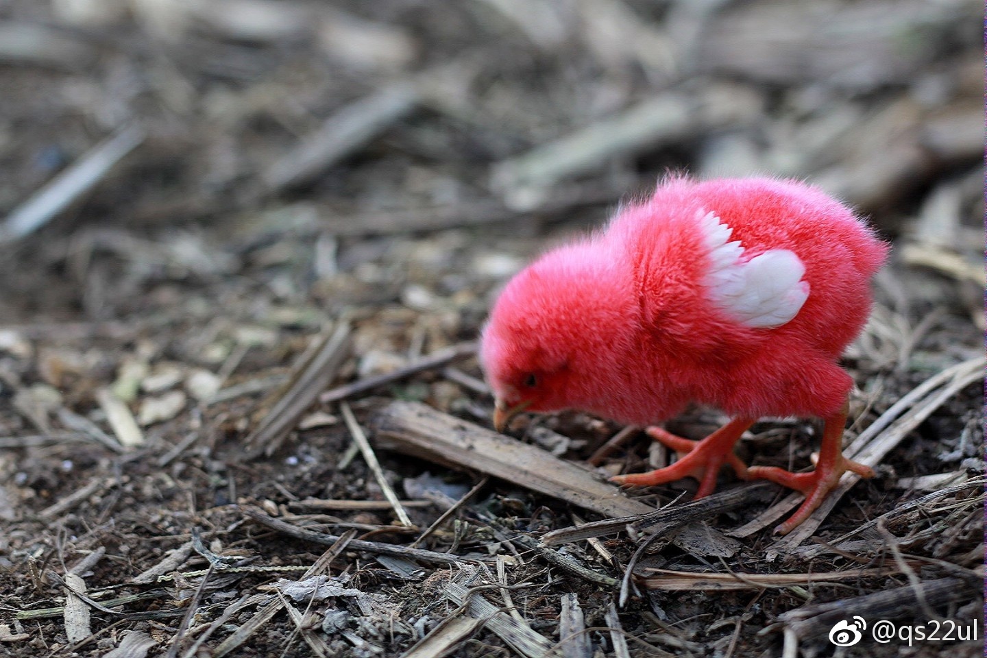 一只红红的小鸡