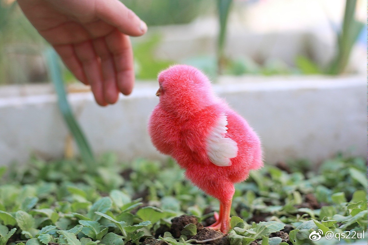 一只红红的小鸡