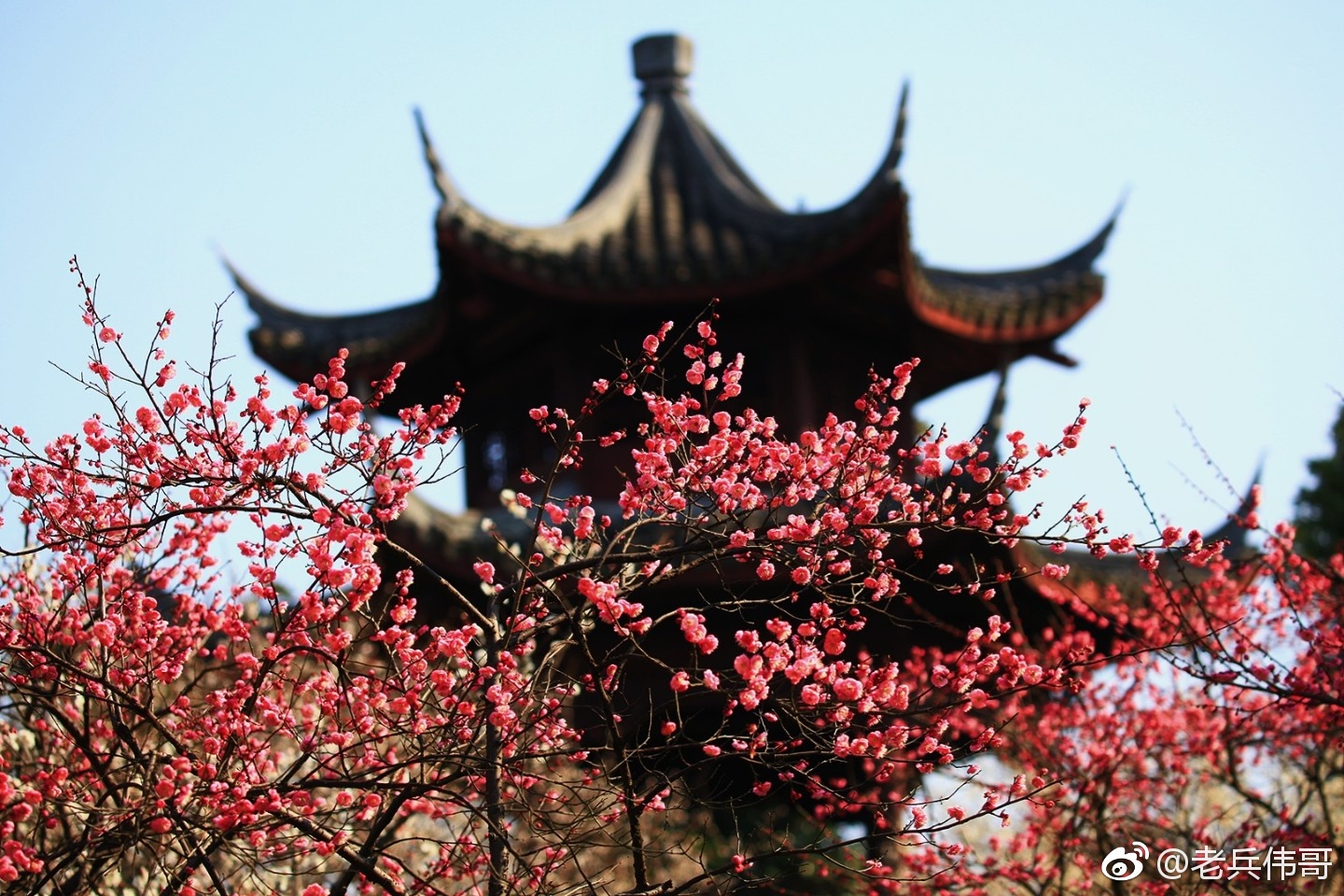 正月尚未过去,杭州超山梅园里再现"十里梅花香雪海"的盛景