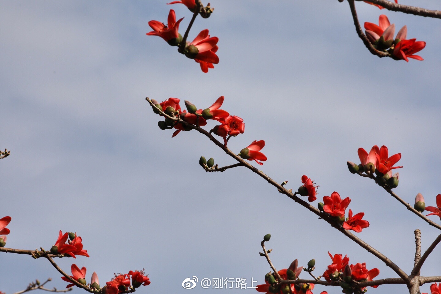 木棉花开 又是一年新的季节来到 该树冠总是高出附近周围的树群