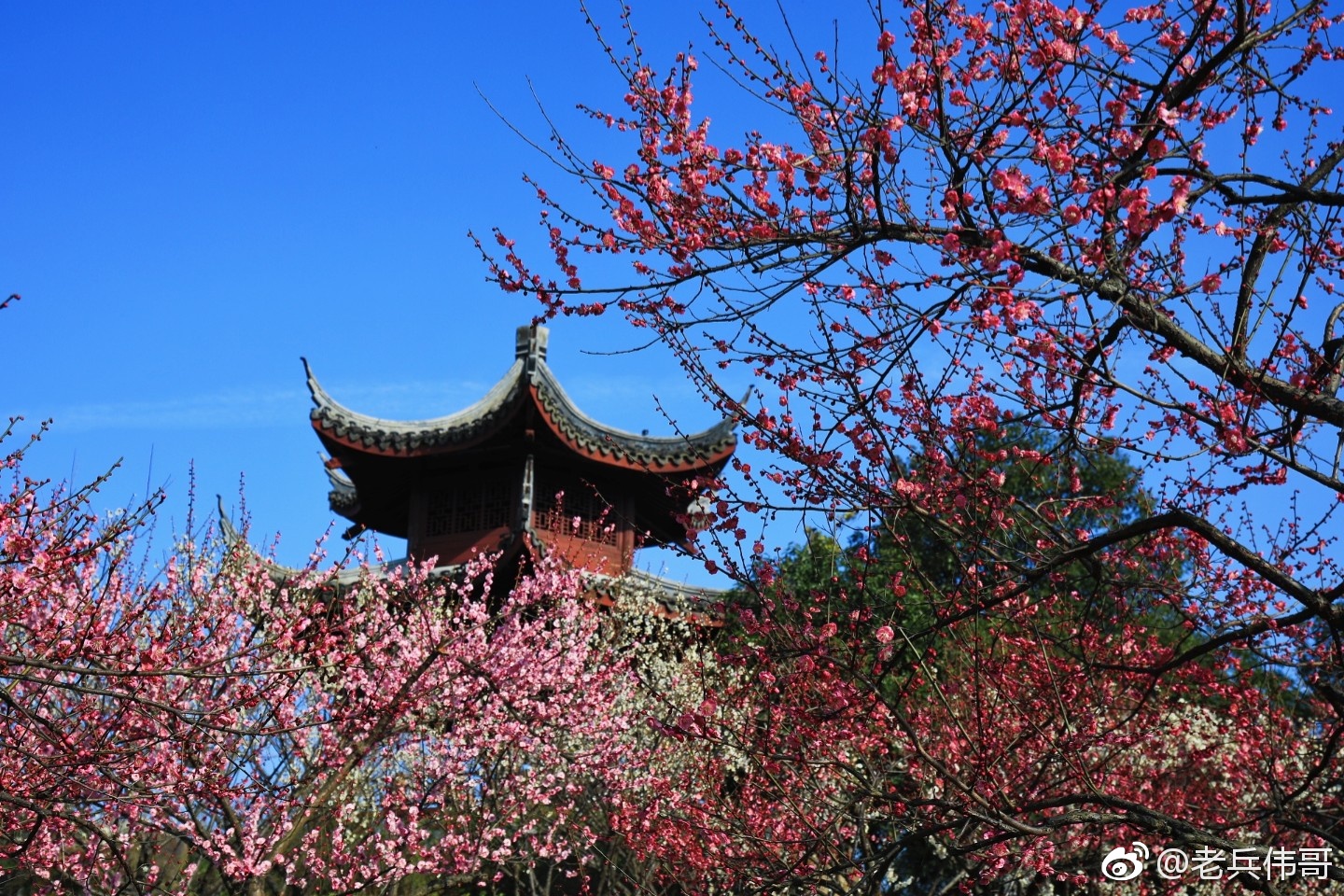 杭州街头,许多人直接脱下棉袄穿上了短轴,图为余杭超山梅园里怒放的