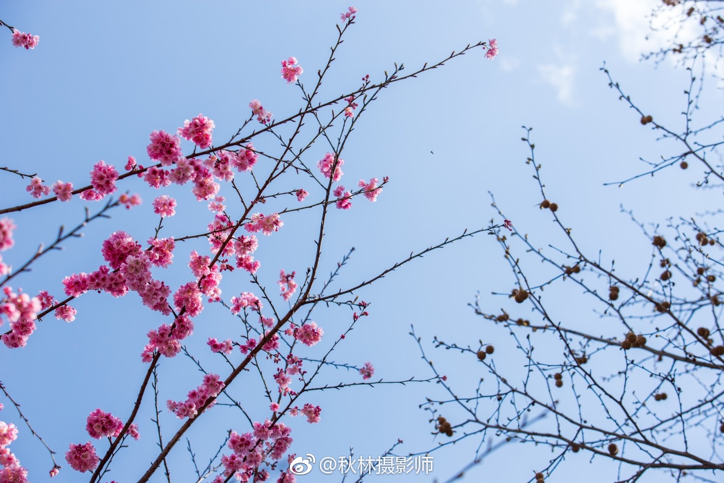 大理大学樱花 @大理校园事  @大理生活指南  67大理大学樱花 @大理
