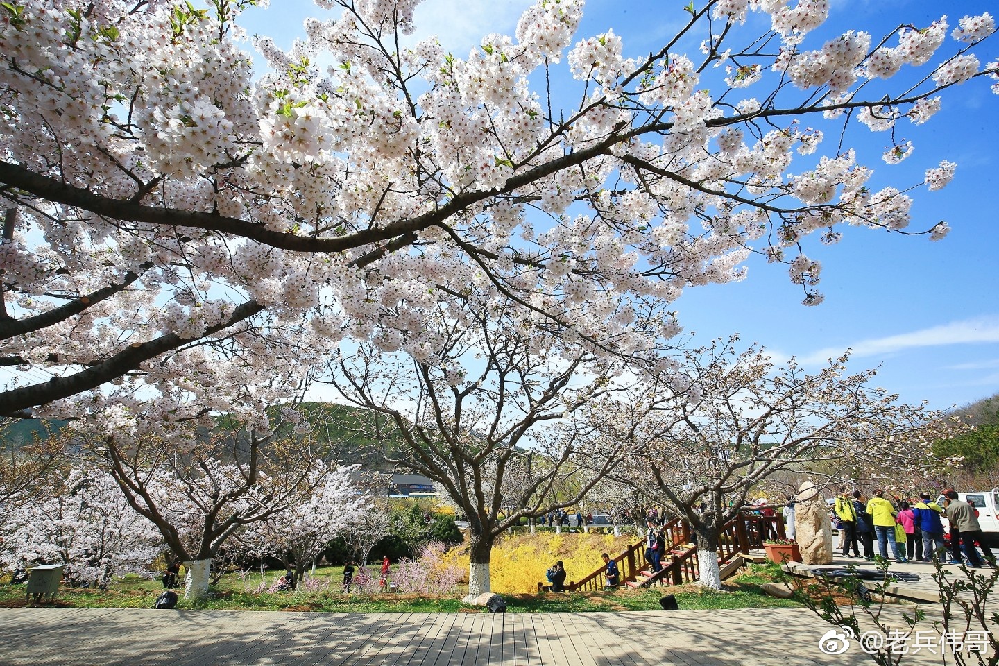 每年4月20日左右,旅顺口早樱绽放——这种叫染井吉野的樱花_新浪看点