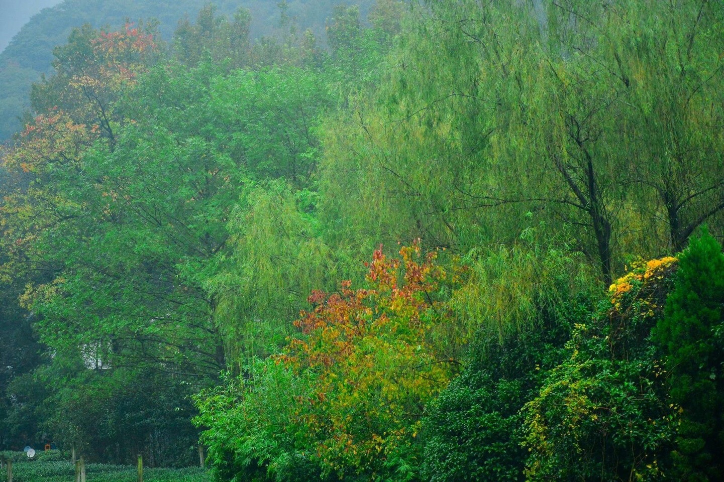 "细雨朦胧掩翠微,春花不与绽芳菲."早上好