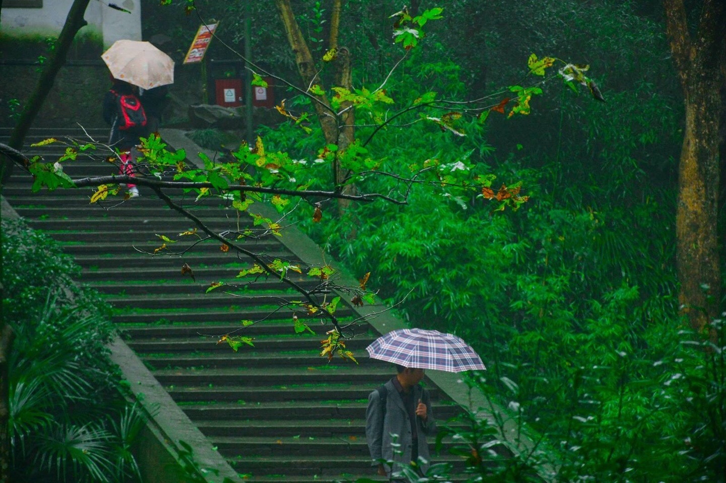 "细雨朦胧掩翠微,春花不与绽芳菲."早上好
