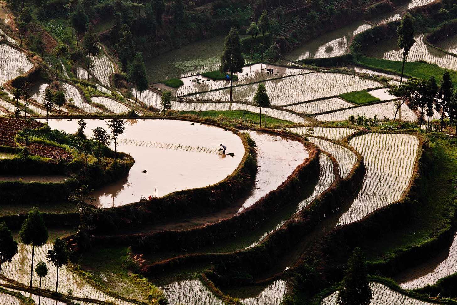 风景如画的茗岙梯田, 你能念出它的名字吗?|梯田|云雾|浙南_新浪新闻