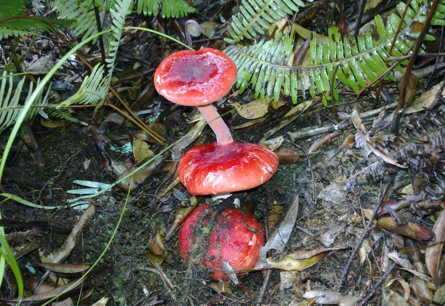 农村山里的野山珍,是补肾抗癌"能手",如今500元一斤成稀罕货