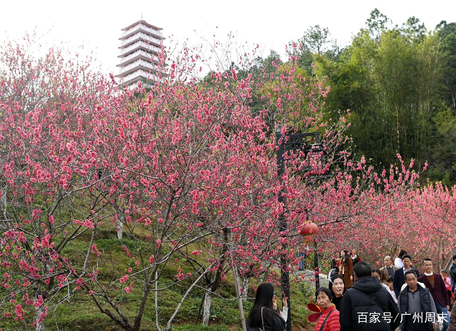 广州三月踏青赏花季,在增城这地方隐藏着漫山桃花!