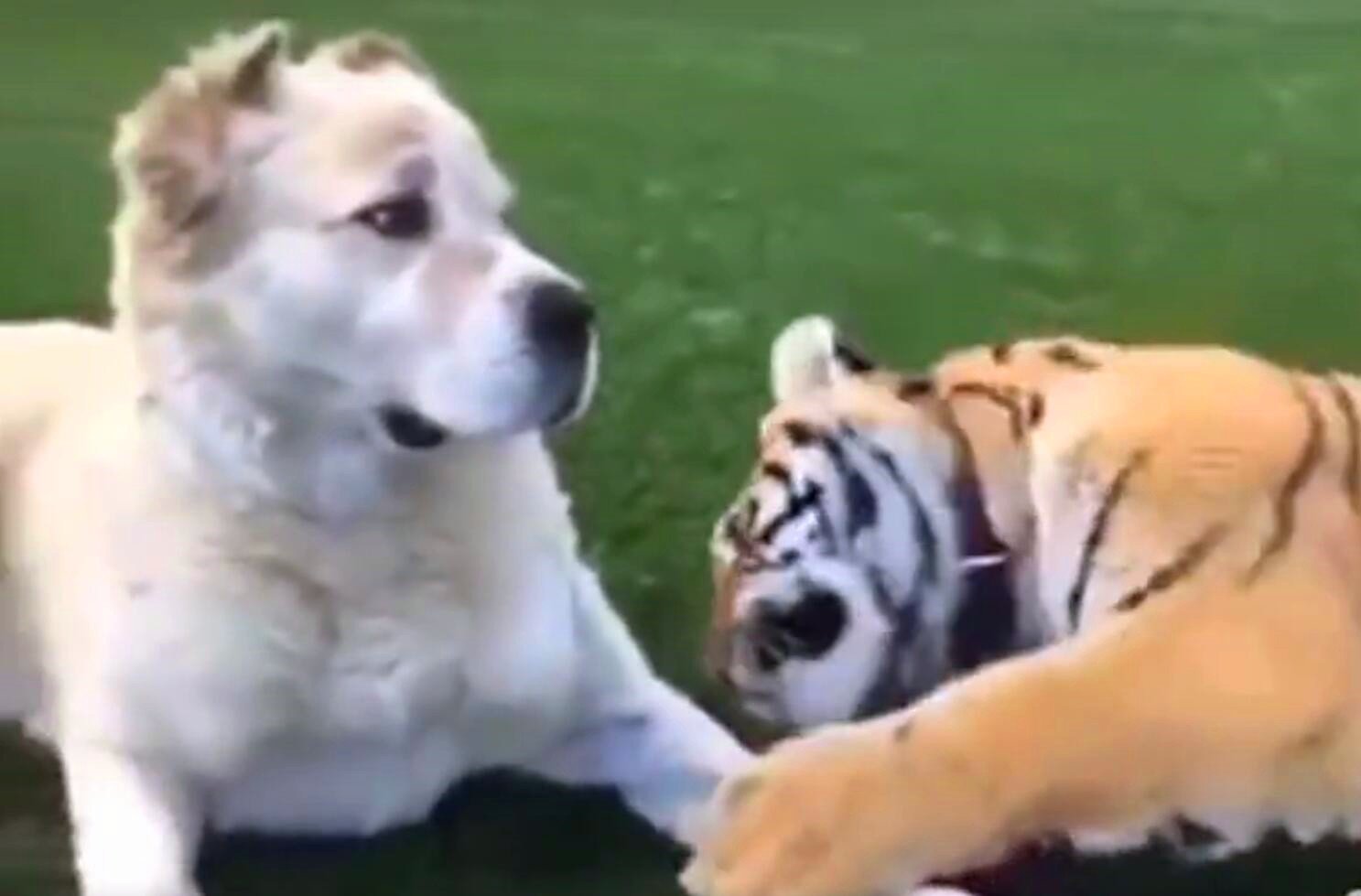 看到一只老虎向狗狗撒娇,原来它们两年前就认识!