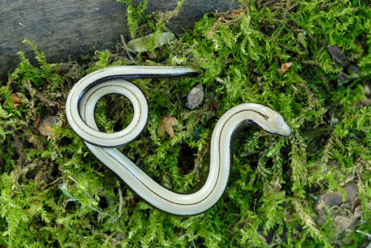 英国女子买了一个蛋糕 没想到里面还有一条"蛇"|路易斯|蛇蜥|蛇_新浪