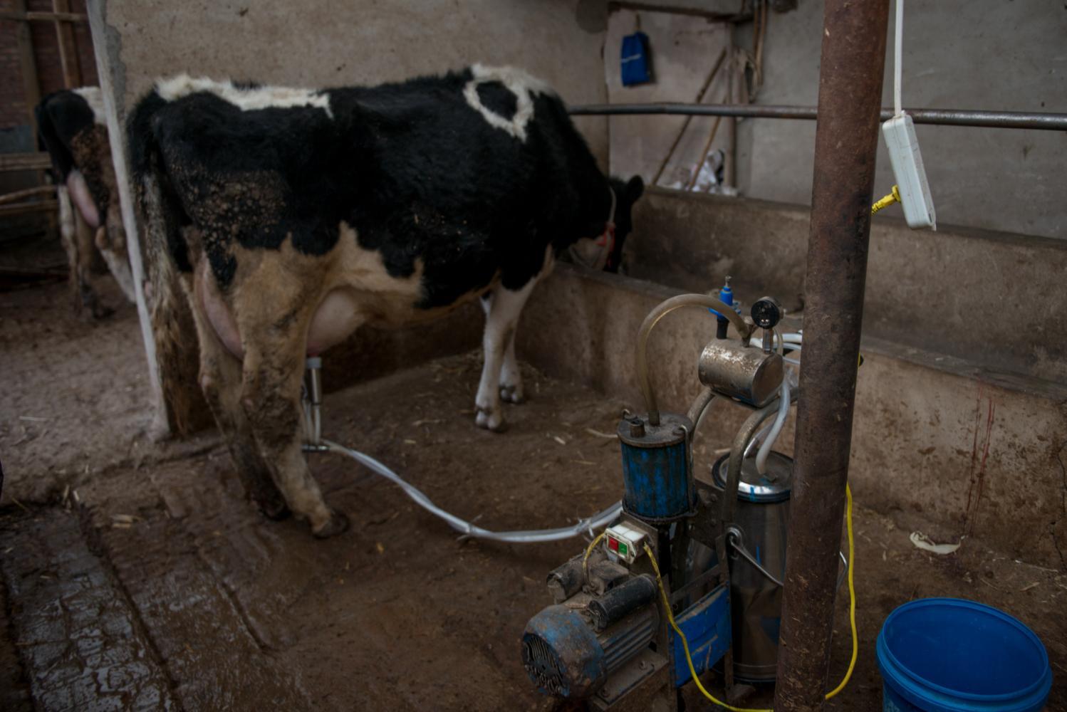 实拍坝上奶牛养殖户机器挤奶,奶牛一边吃着草,一边就把奶挤了