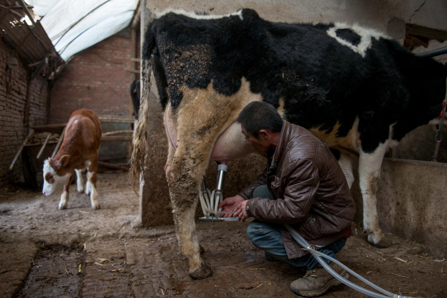 实拍坝上奶牛养殖户机器挤奶,奶牛一边吃着草,一边就把奶挤了