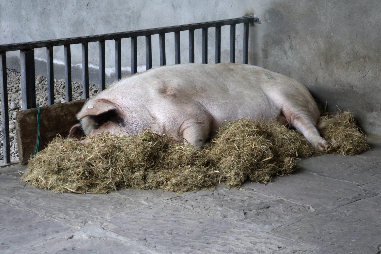 汶川地震"猪坚强"天天吃了睡大觉, 仍不缺来排队看望的粉丝