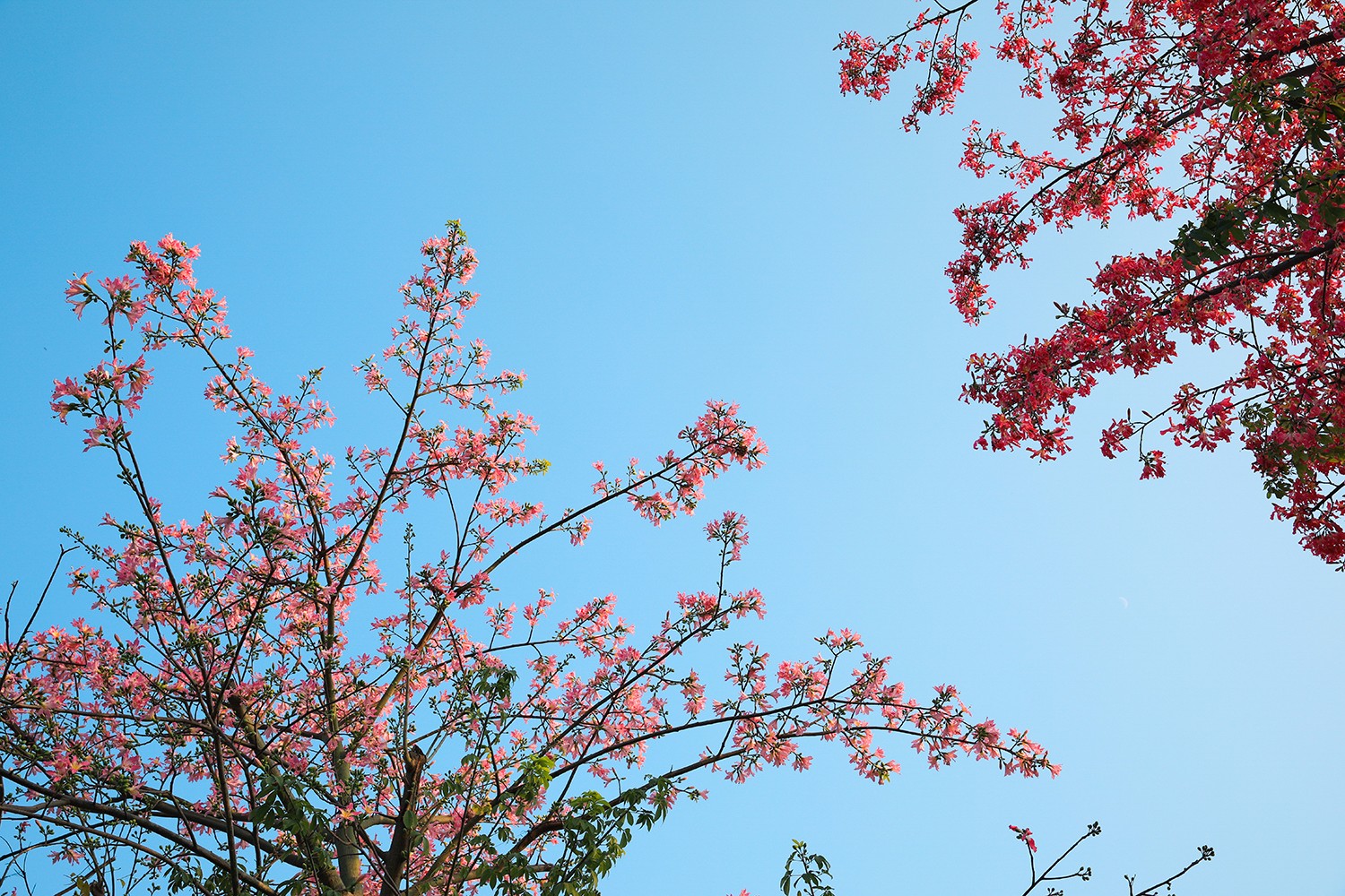 的深圳,阳光明媚而温暖,美丽异木棉在蓝天下开得正艳,让人感觉春天就