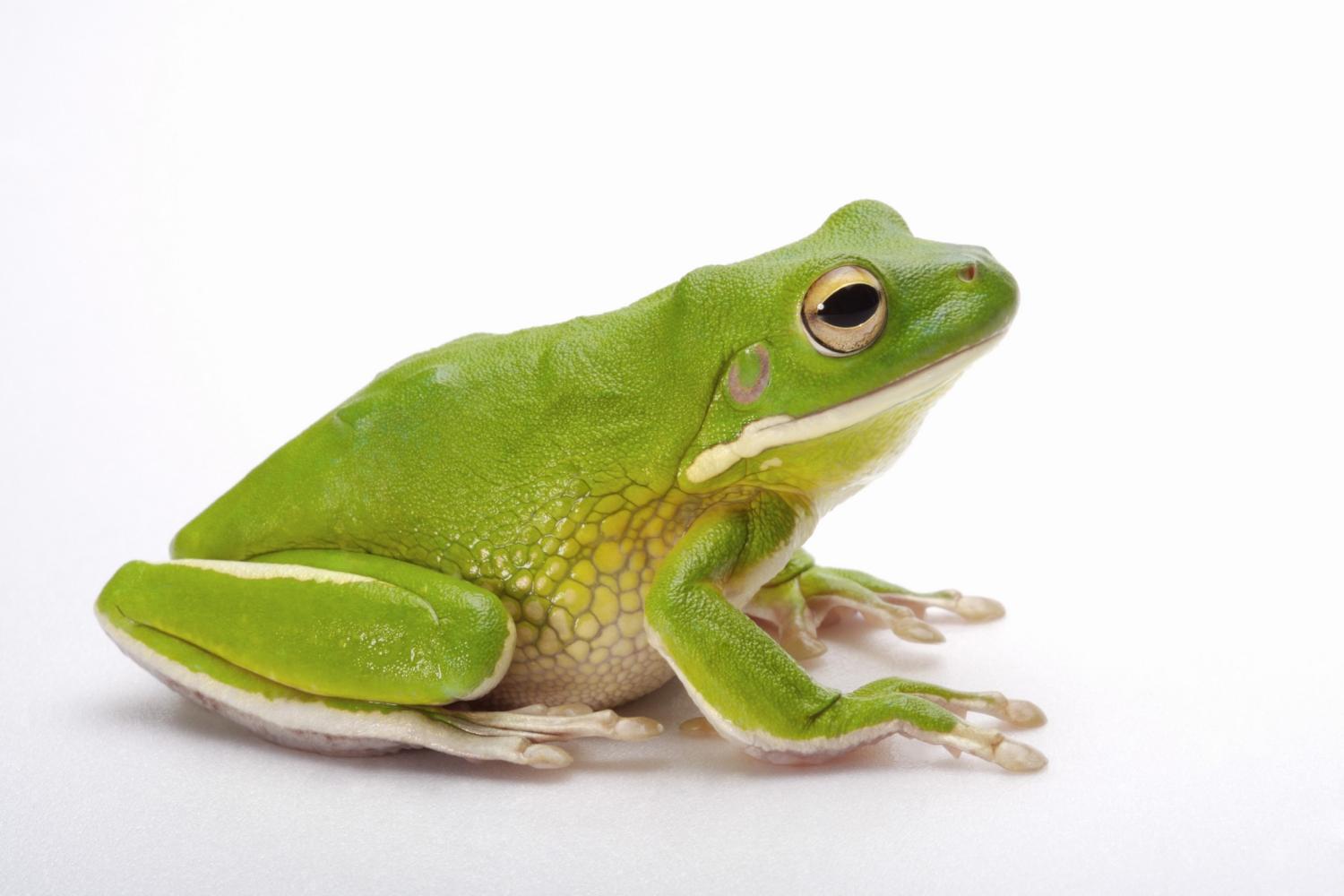 青蛙可以关闭自己的耳朵.狐狸才是单身狗的最佳代言.