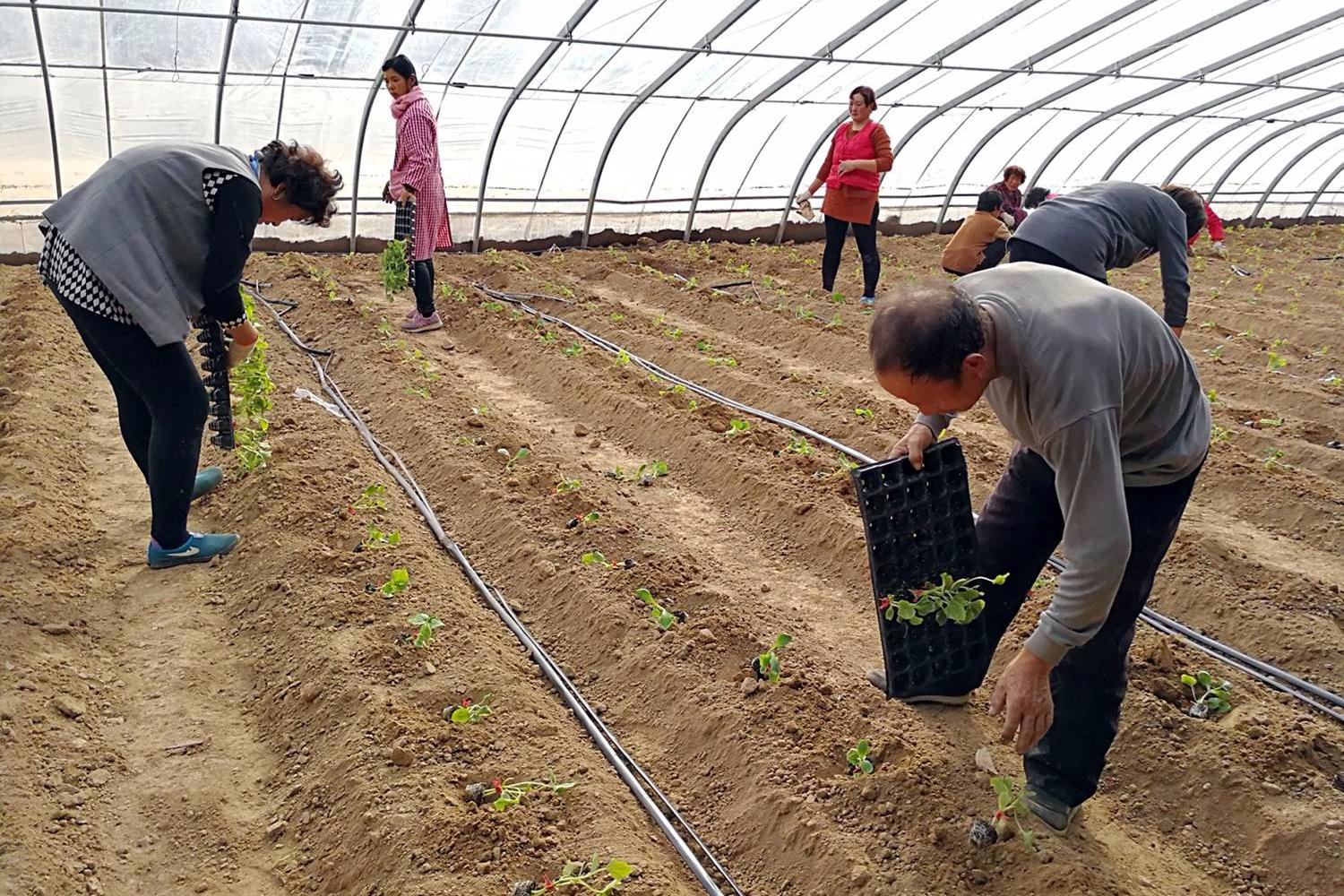 快过年了,农村妇女在农田里忙这些农活,一天劳作8小时挣50元_新浪看点