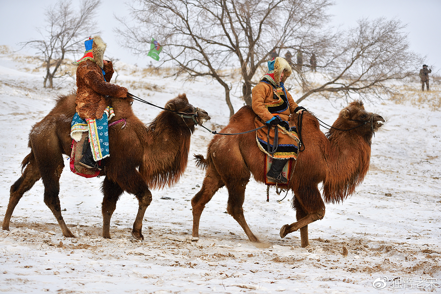 内蒙西乌旗感受蒙古族的冬季冰雪盛会"西乌珠穆沁骆驼文化节"