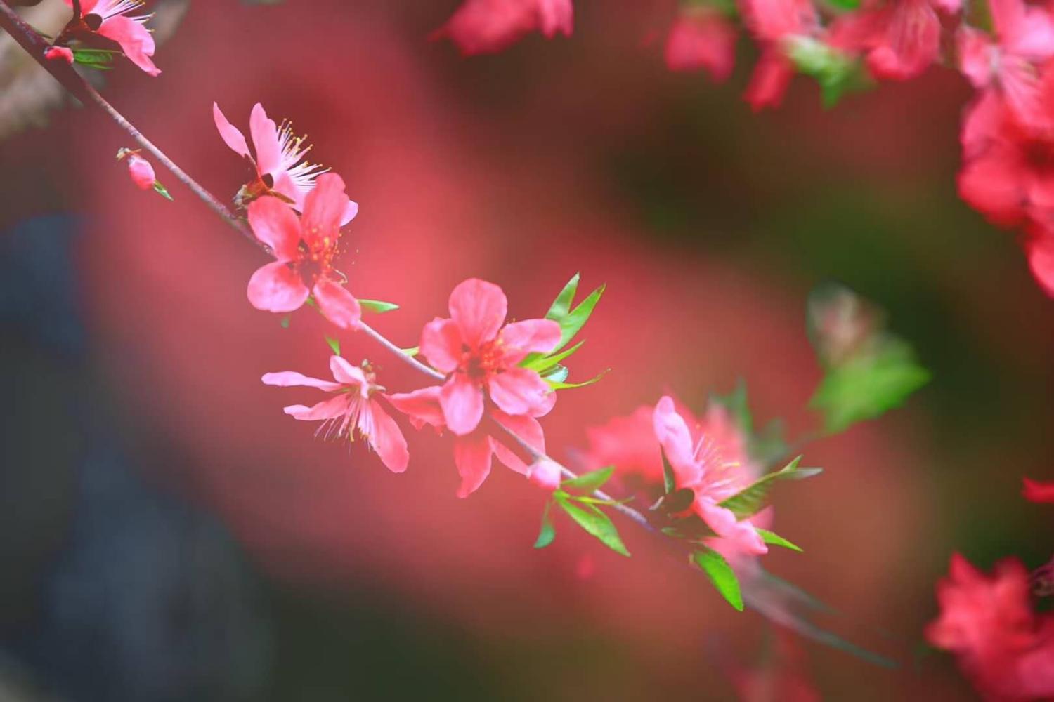 2018春回大地, 桃花一开, 好运连连