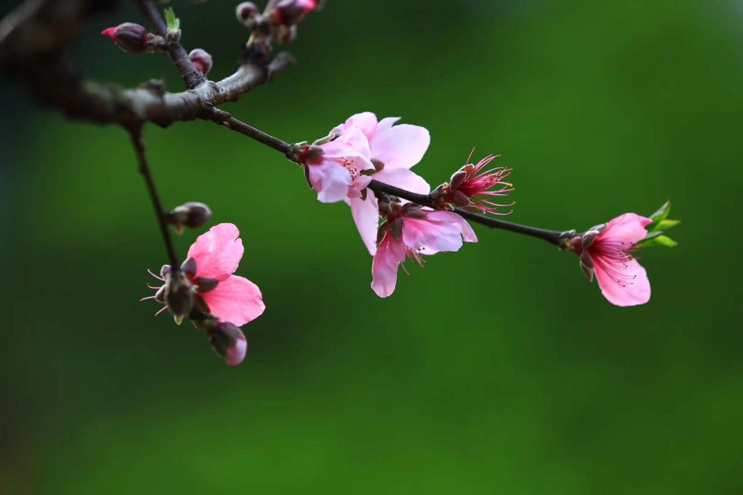 2018春回大地, 桃花一开, 好运连连|桃花|好运|春风_新浪新闻