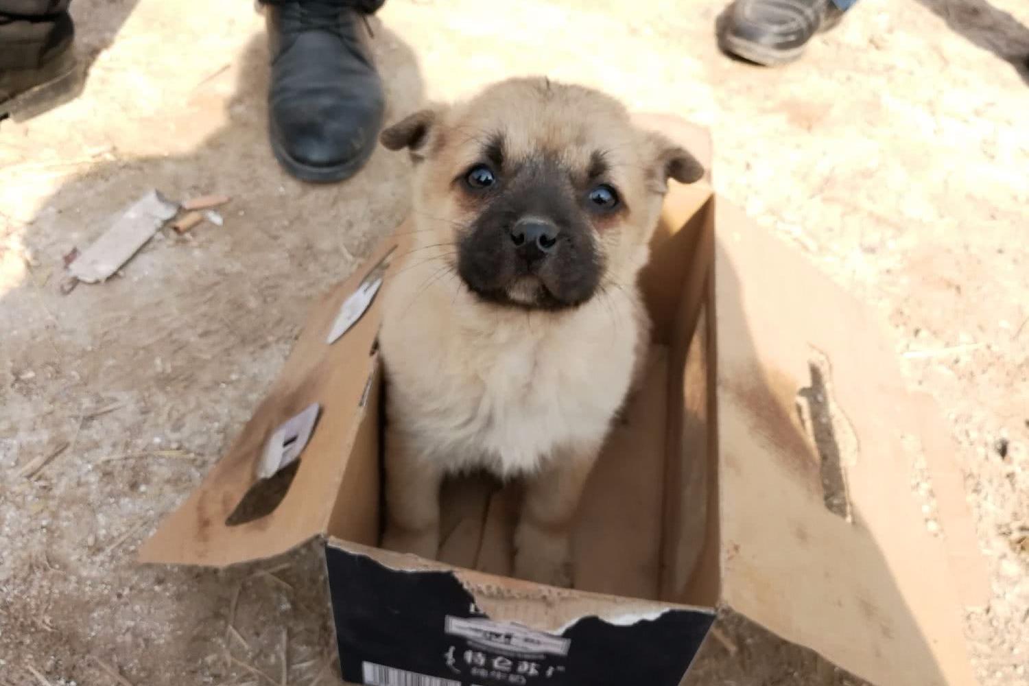 狗年逛狗市,农村大集上这些小土狗呆萌可爱受追捧,你喜欢那一只