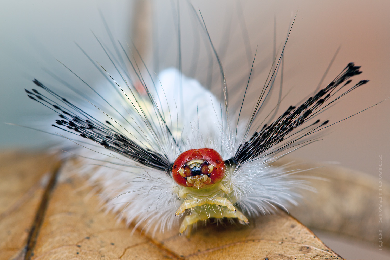 不同寻常的毛毛虫 | 德国慕尼黑科学家和摄影师 igor siwanowicz