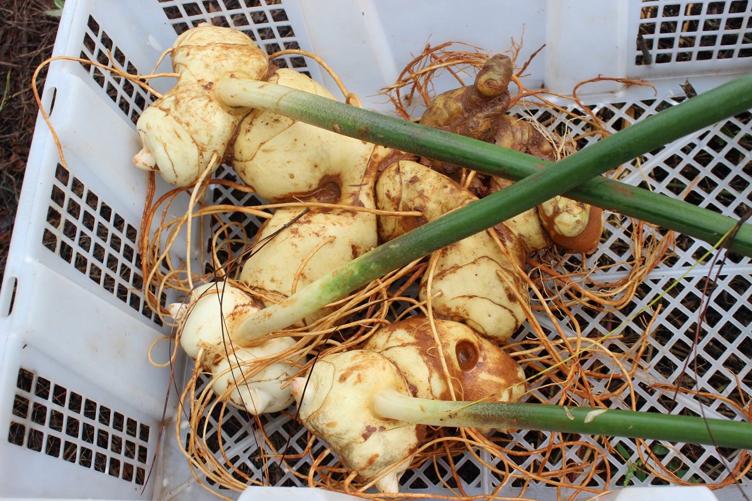 这种野草长得像生姜却有人参的效果民间称它为黄金草