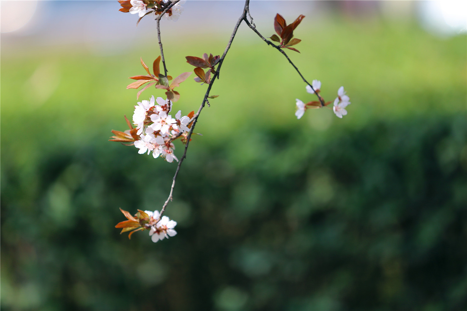 踏青赏春何必东奔西跑家门口的西高新就有很不错的春色