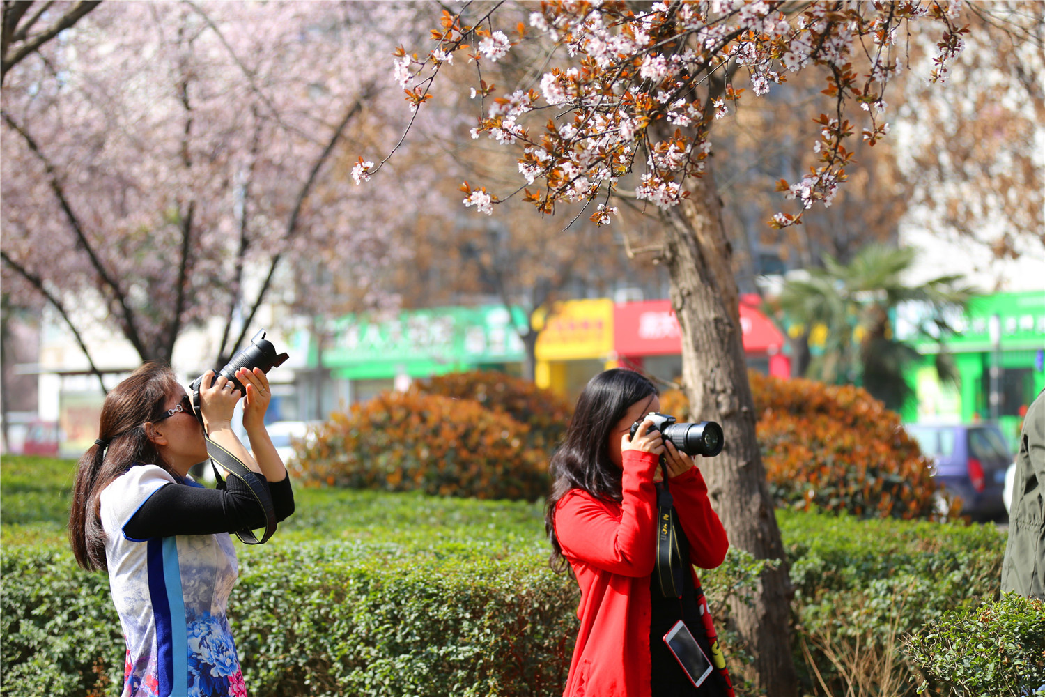 踏青赏春何必东奔西跑家门口的西高新就有很不错的春色