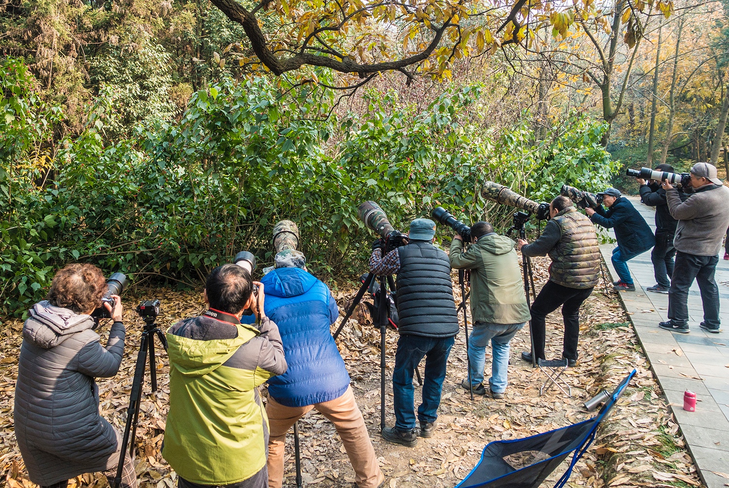 成都摄影发烧友扎堆公园"打鸟" 拍张照片守候数小时