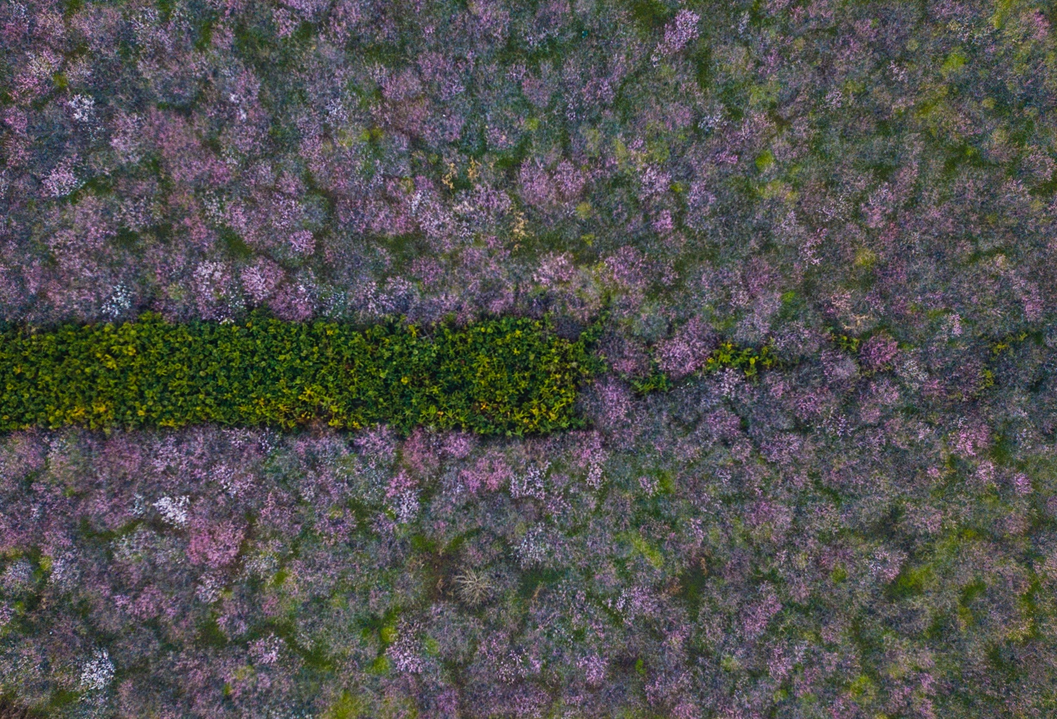 从空中俯瞰樱桃花海,红白相间,十分的壮观.