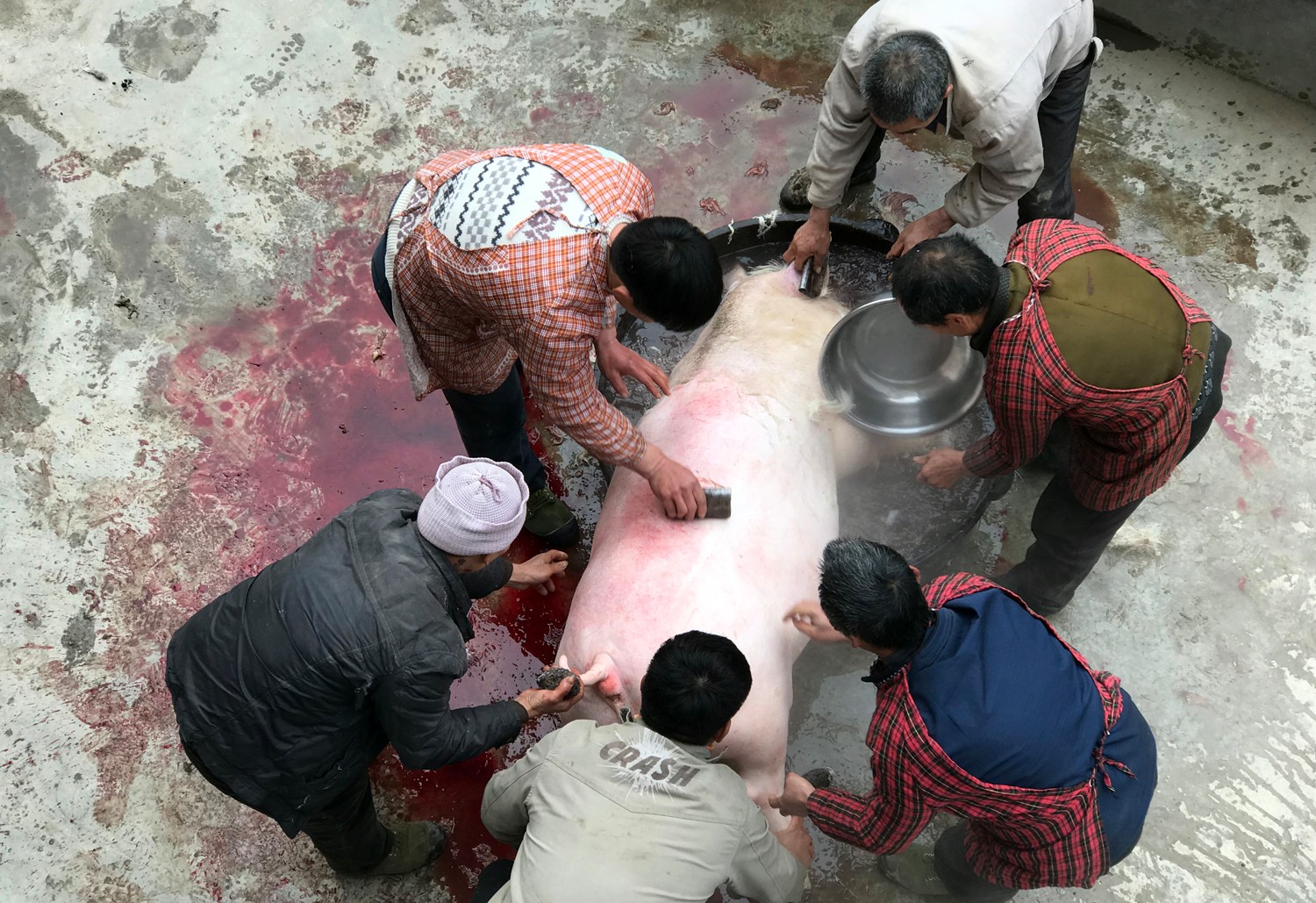 农村杀猪匠难传承 工钱从猪鬃变成一百元_新浪看点