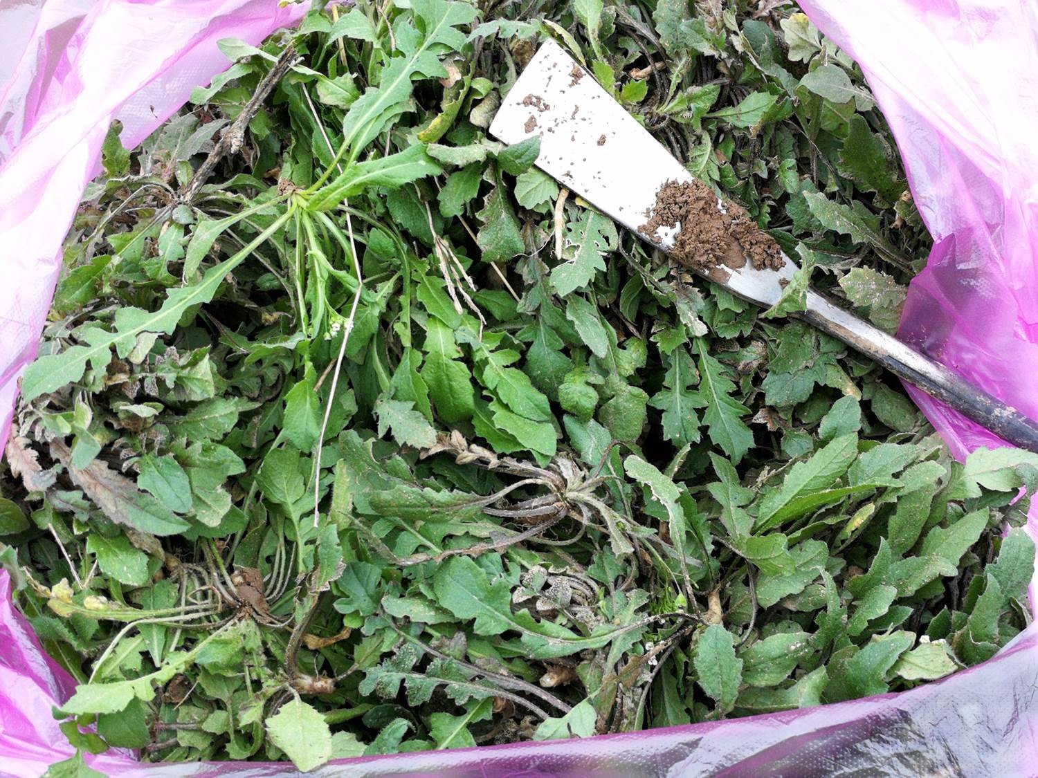 这种野菜被称作护生草,野菜中的王妃,春天最美味,你去挖了吗
