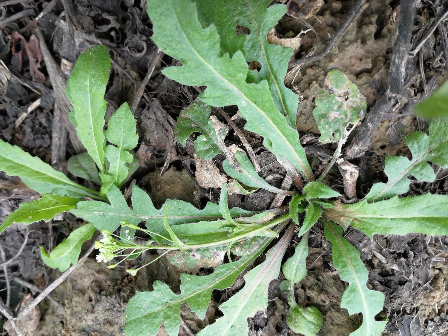 这种野菜被称作护生草,野菜中的王妃,春天最美味,你去挖了吗