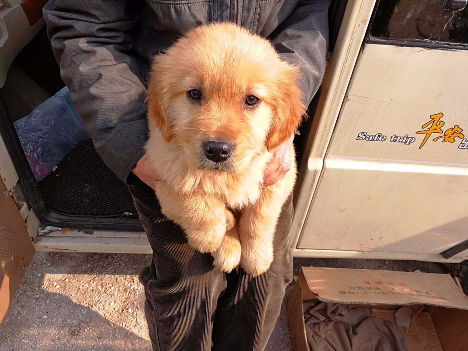 狗年农村大集上宠物狗火了,酷似黑熊的小狗崽300元1只