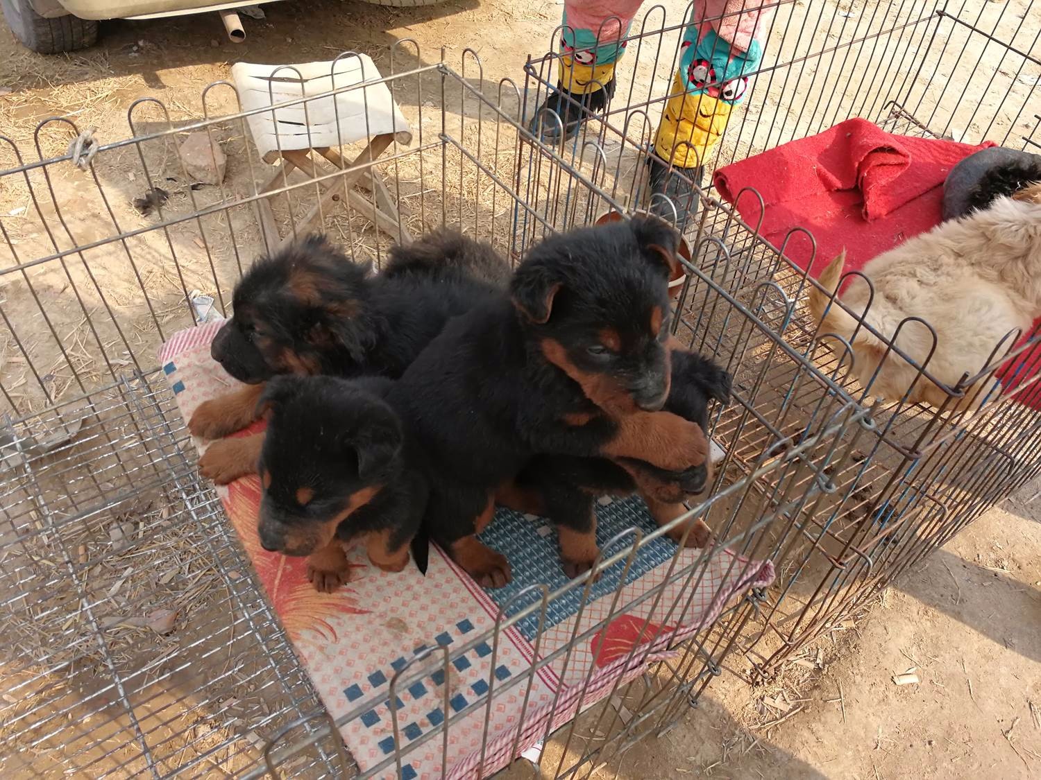 莱州红犬,是一种杂交犬种,它机警灵敏,性格温顺,容易饲养,当看家护卫