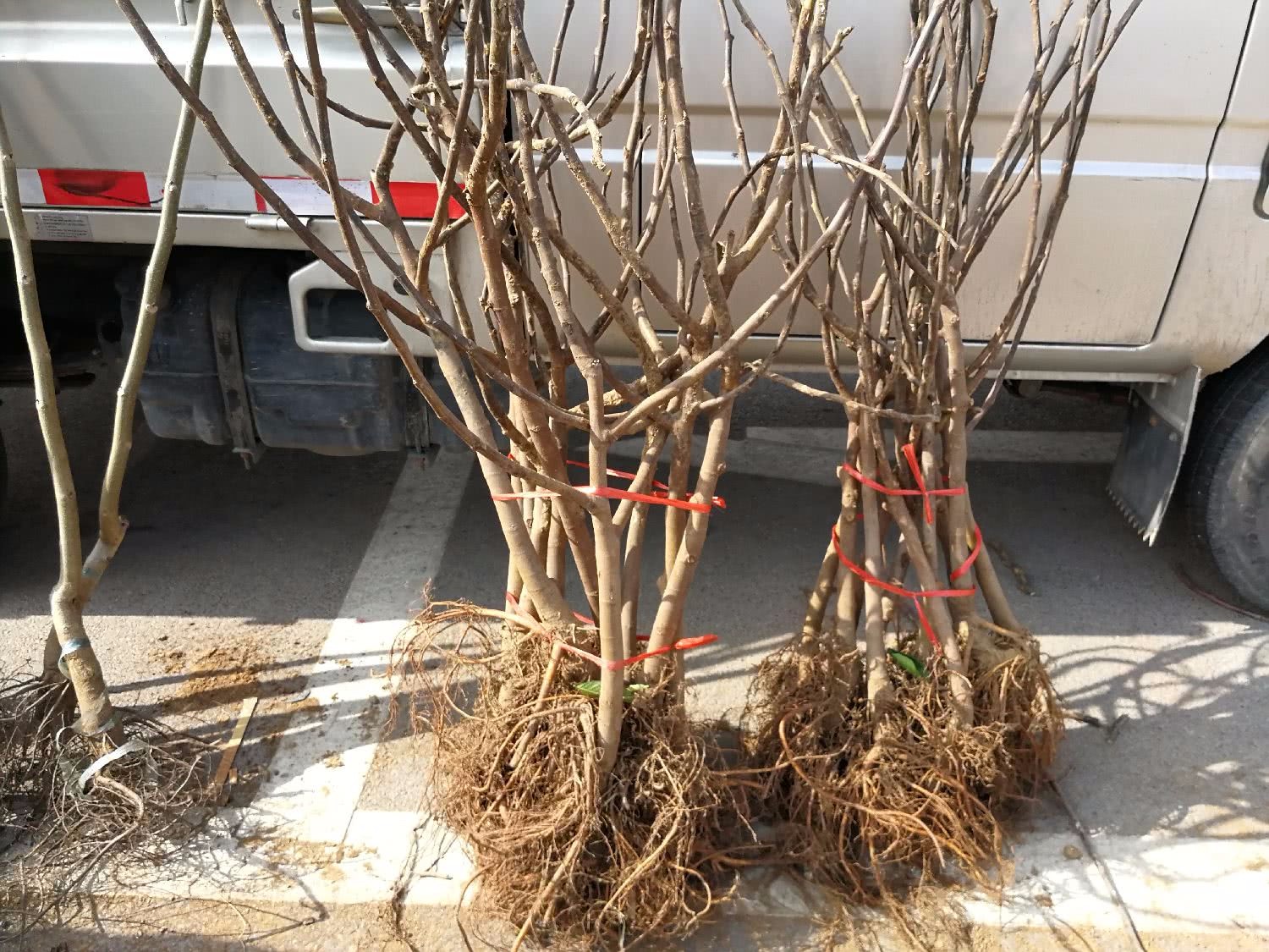 正月十五的农村大集树苗卖火了降龙木30元1棵