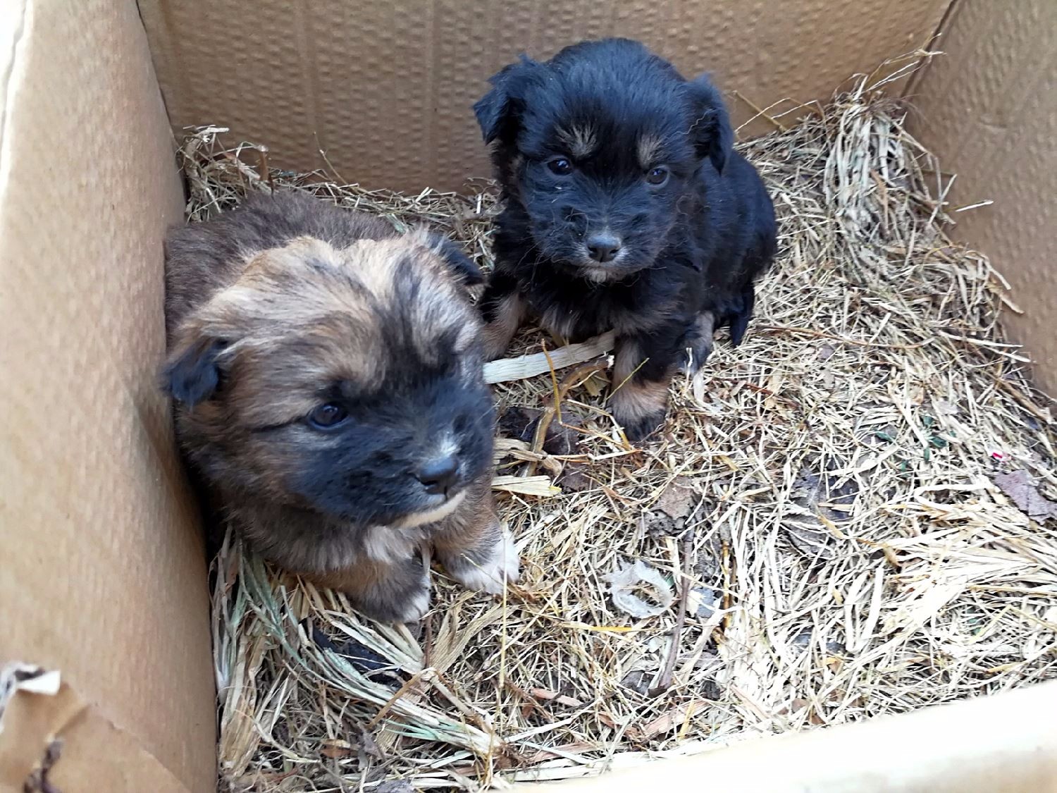 狗年逛狗市,农村大集上这些小土狗呆萌可爱受追捧,你喜欢那一只