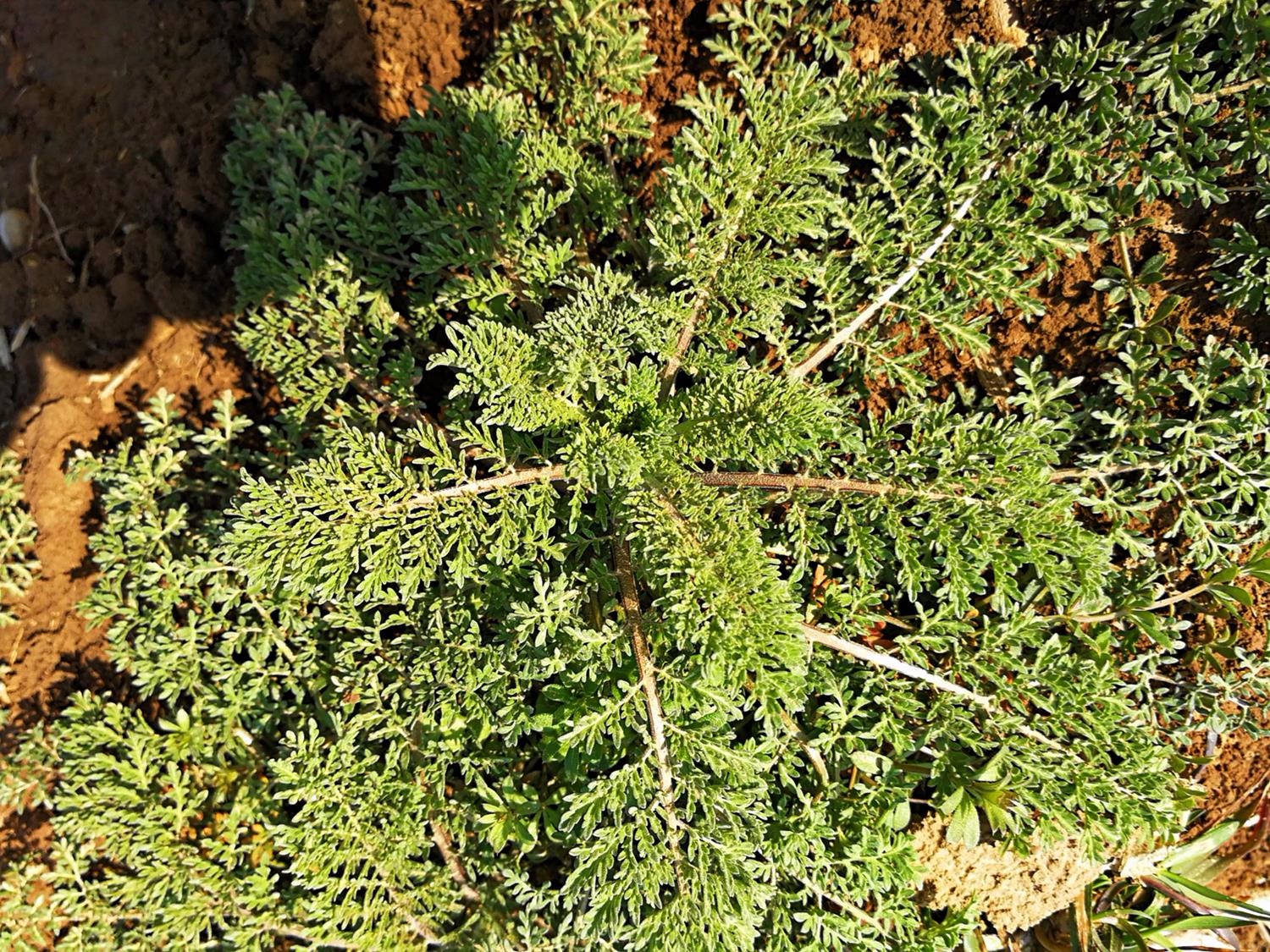 这种独根独苗的野菜,有一月如金二月似银之说,想吃要抓紧了|独根|米米