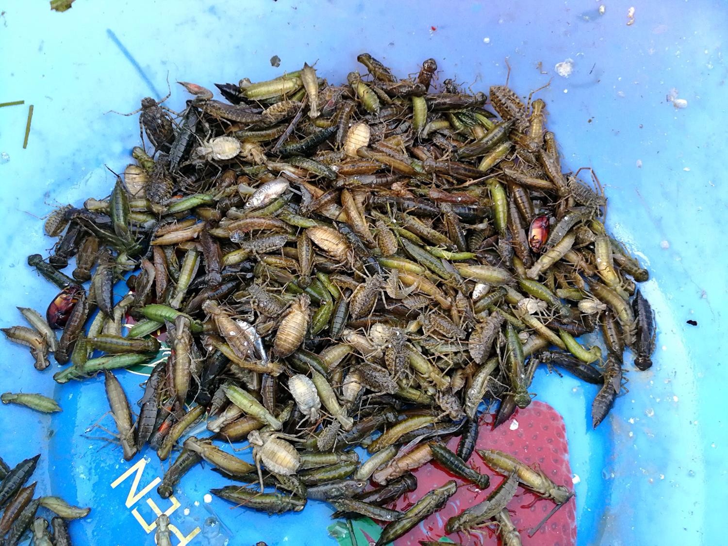 河虫图片 新浪网