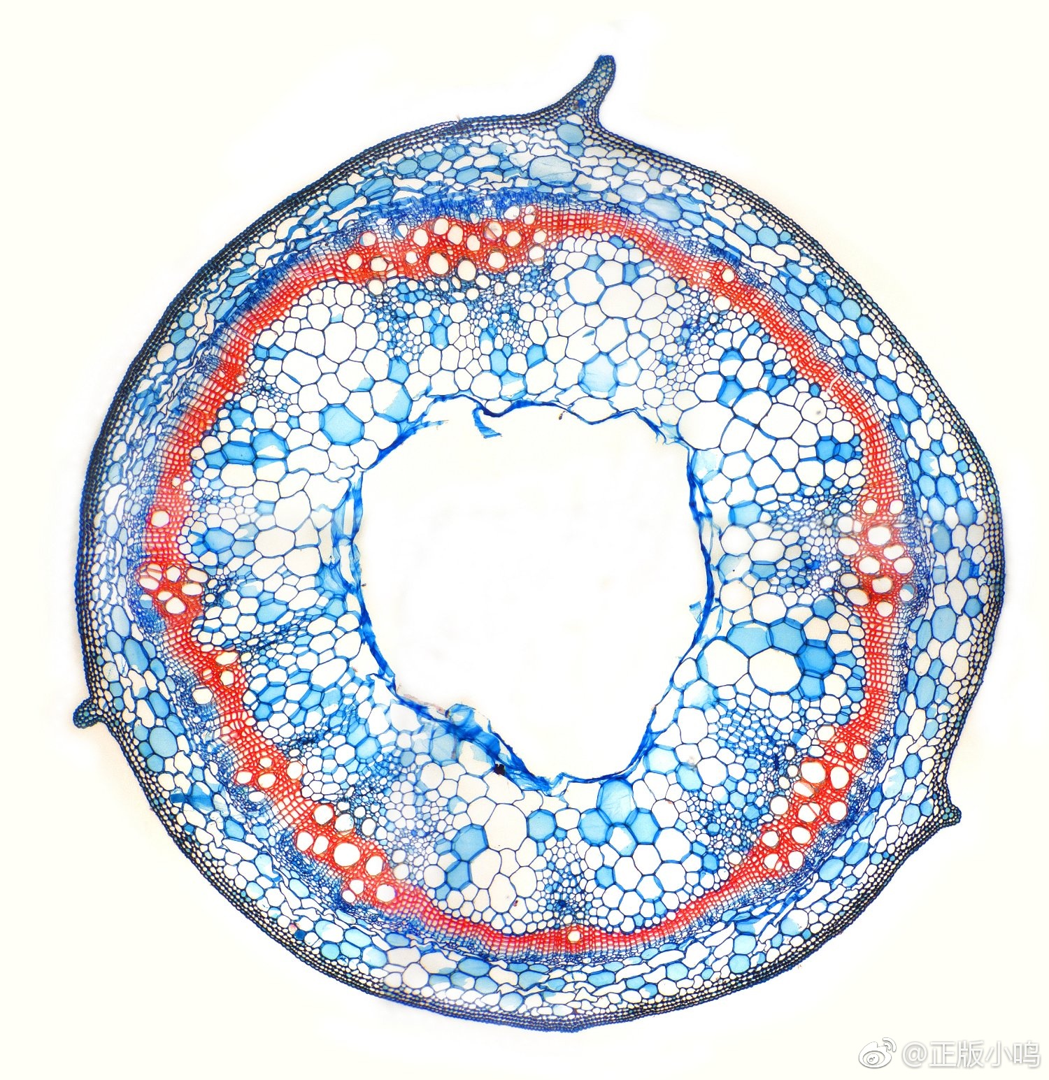 显微镜下生命的美好 感叹自然造物主的伟大|造物主|显微镜|生命|美学|自然_新浪新闻