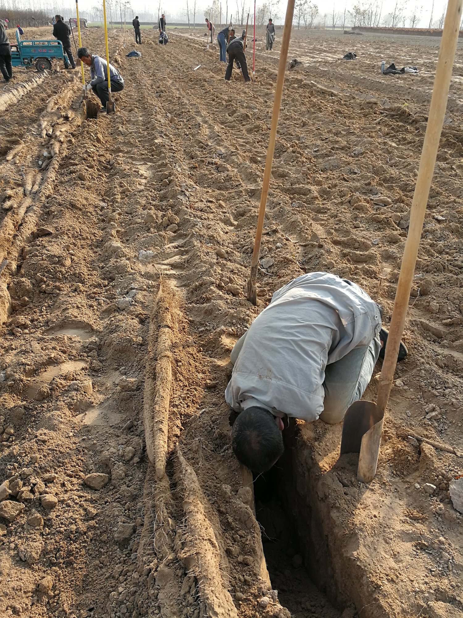 农民挖山药,管酒管饭一包烟,一天挖400根2千多斤,收入200元